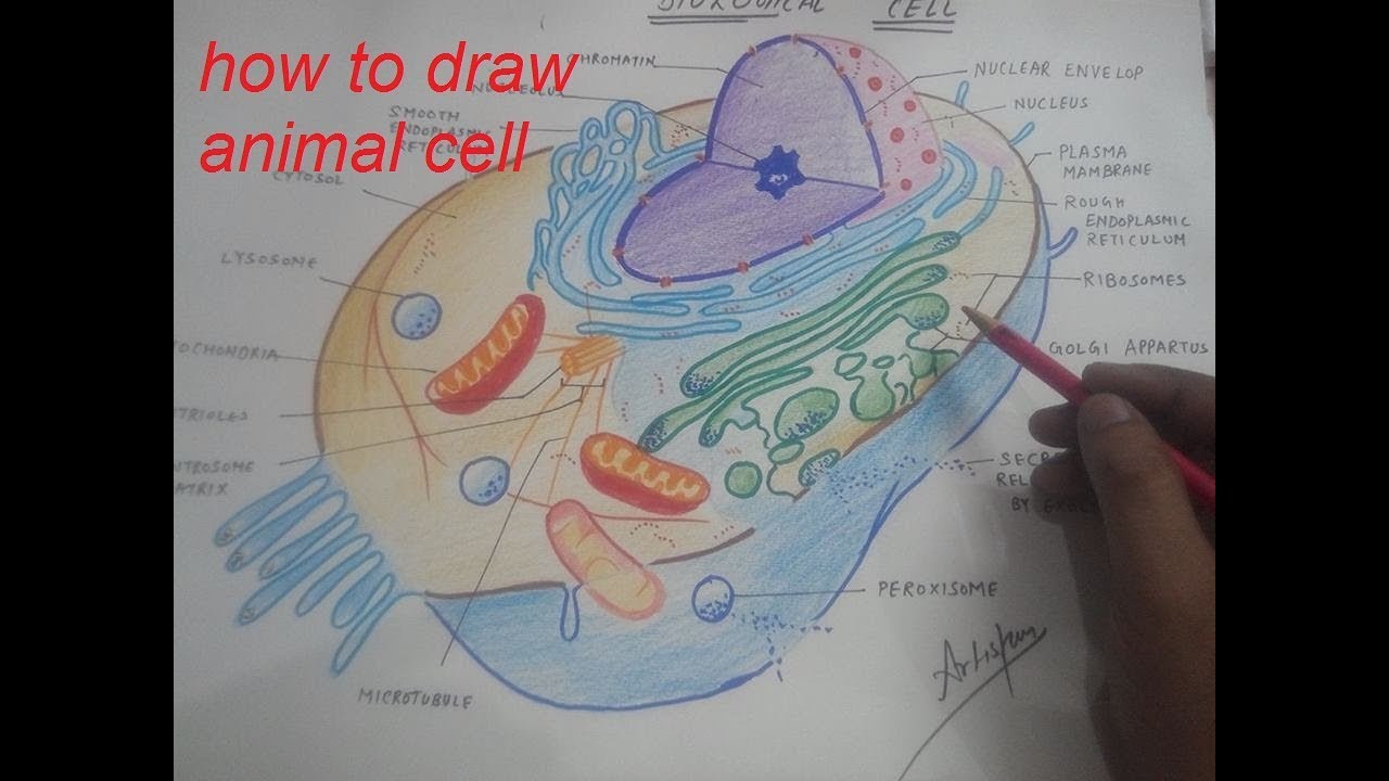 1280x720 How To Draw Animal Cell - Animal Cell Drawing