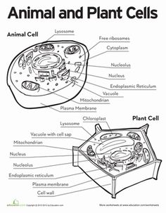 236x303 Line Drawing Of Plant And Animal Cells - Animal Cell Drawing