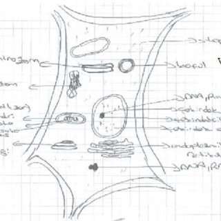 320x320 An Example Of An Animal Cell Drawing Download Scientific Diagram - Animal Cell Drawing