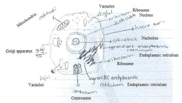 620x350 An Example Of An Animal Cell Drawing Download Scientific Diagram - Animal Cell Drawing
