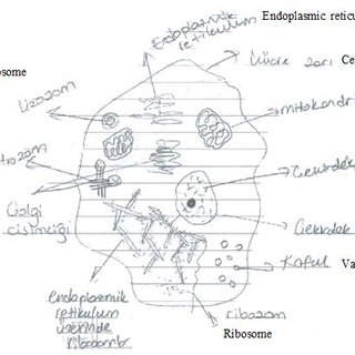 Animal Cell Drawing at PaintingValley.com | Explore collection of ...