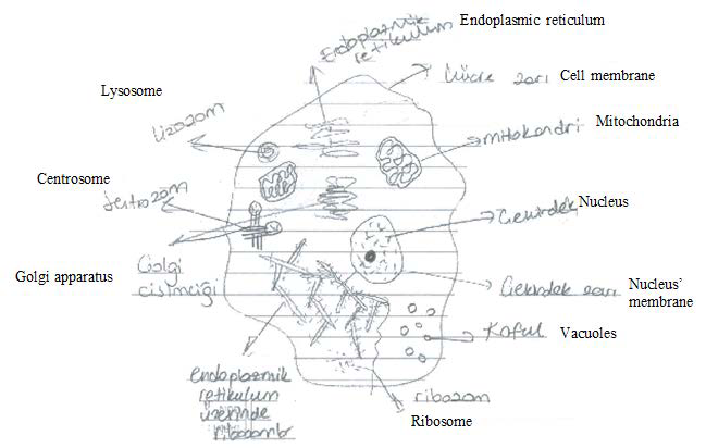 649x412 An Example Of An Animal Cell Drawing Download Scientific Diagram - Animal Cell Drawing