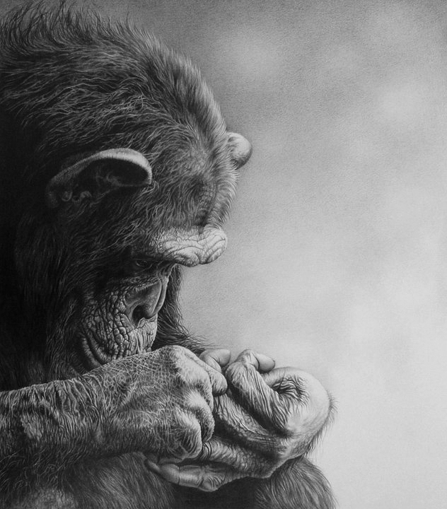 632x720 Fascination' - Animal Drawing Art