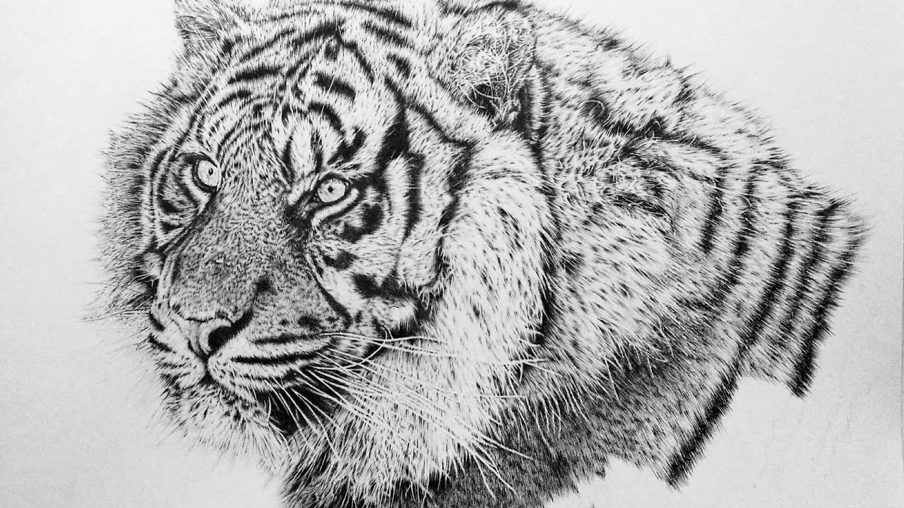 1280x720 How To Draw Realistic Animal Fur - Animal Drawing Art