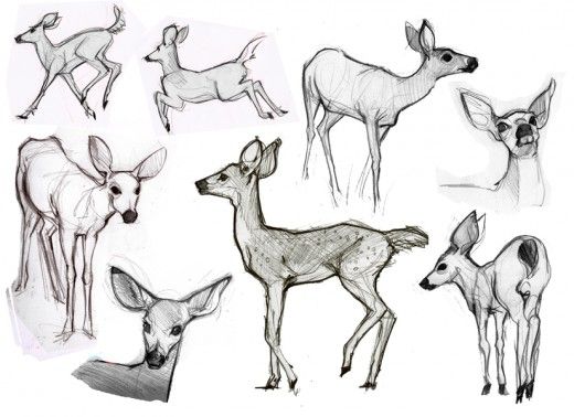 520x378 how to draw animals art drawings, animal sketches, animal drawings - Animal Drawing Drawing