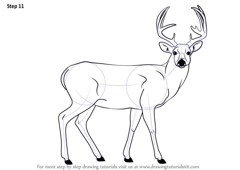 843x597 Learn How To Draw A Buck Deer - Animal Drawing Drawing