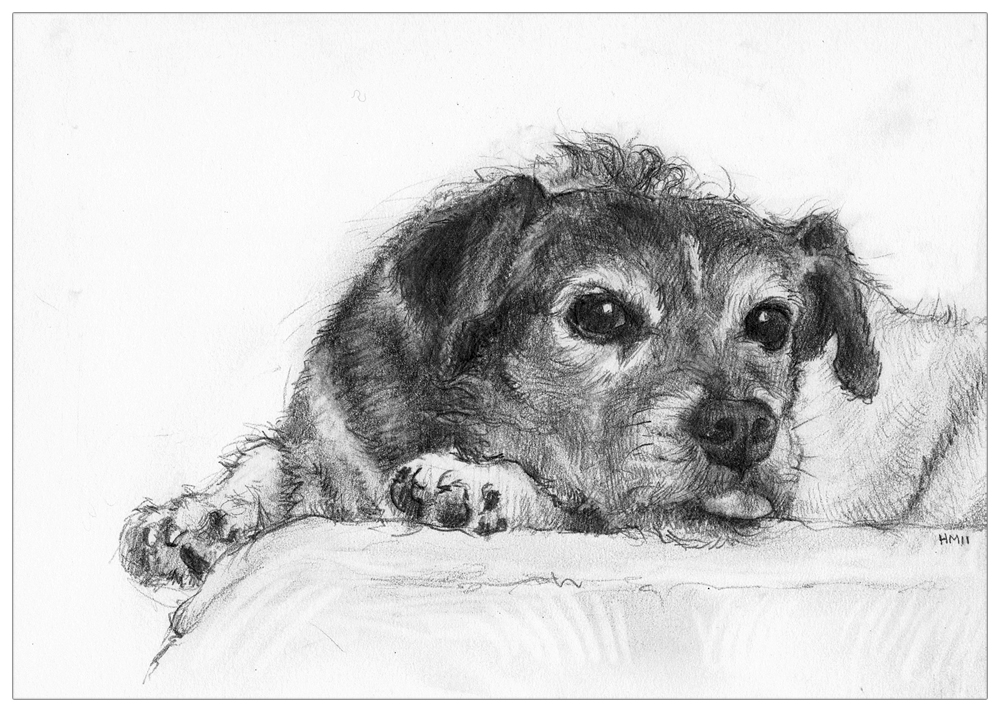 1000x712 Animal Drawings Hilary Macdonald Artist - Animal Drawing Drawing