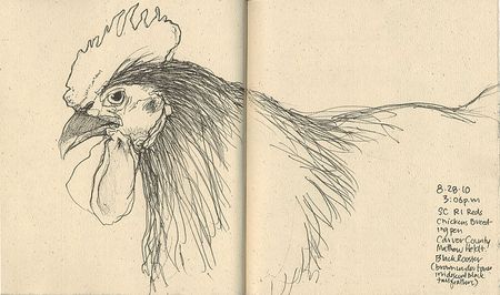 450x266 Drawing Animals From Life - Animal Drawing Drawing