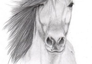 300x210 cool animal drawing ideas animal sketch drawing at getdrawings - Animal Drawing Ideas