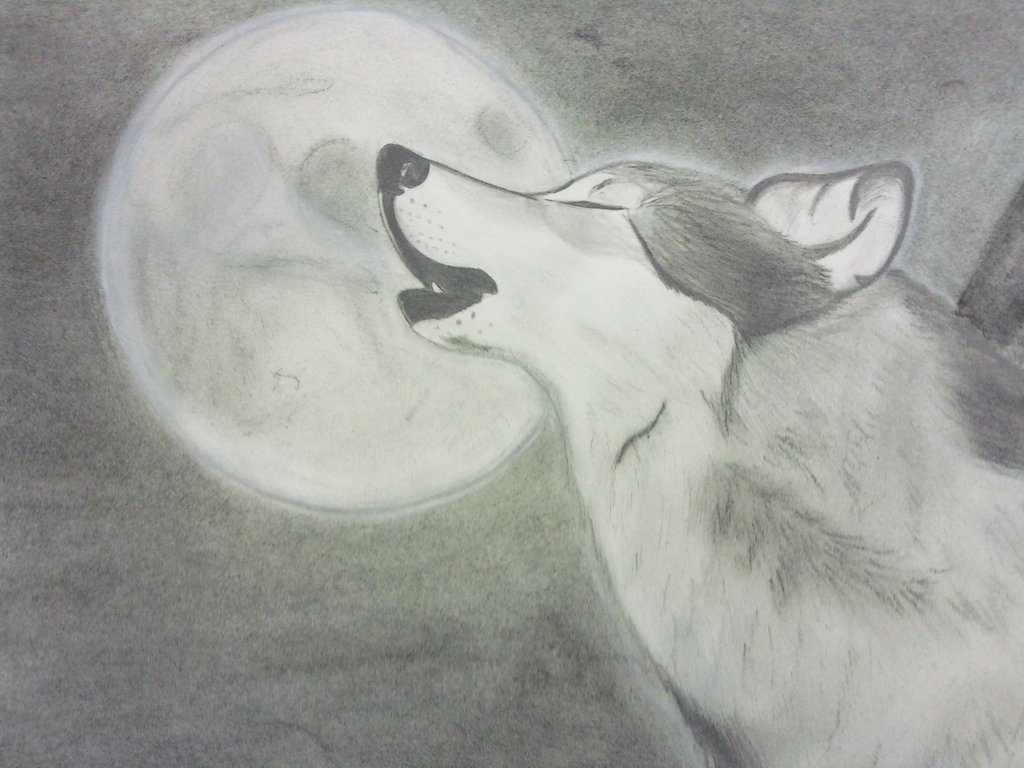 1024x768 cool animal drawings cool drawings animals best animal - Animal Drawing Ideas