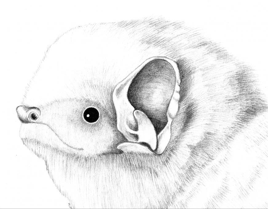 872x680 Drawing Ideas Of Animals - Animal Drawing Ideas