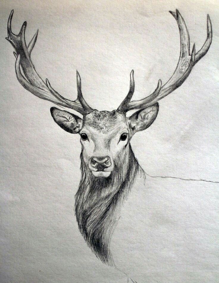 736x949 Free Easy Animal Sketch Drawing Information Ideas - Animal Drawing Ideas
