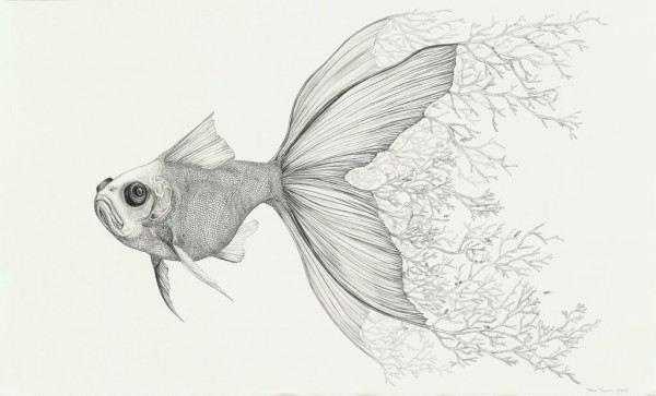 600x363 Animal Drawings - Animal Drawings