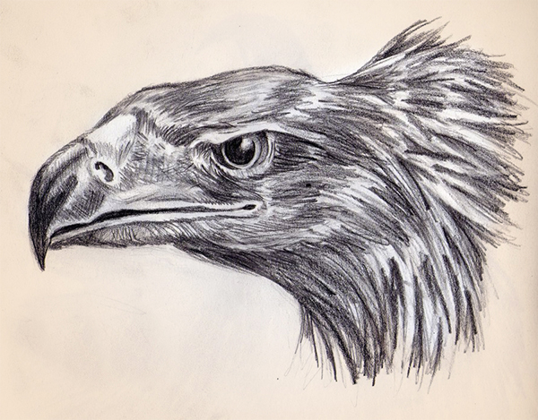 600x469 Animal Drawings On Behance - Animal Drawings