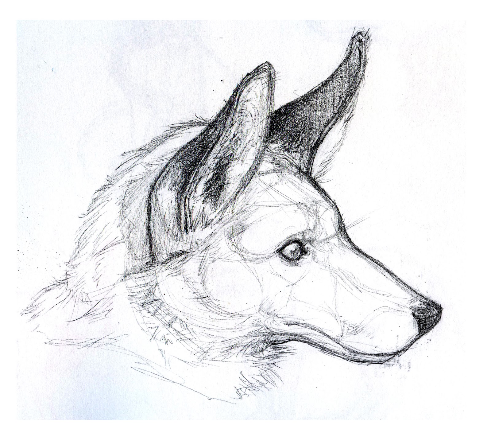 1600x1436 Art Kimistry More Animal Drawings And Stuff - Animal Drawings