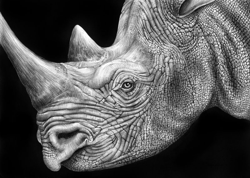 800x570 Detailed Animal Drawings Using Only Ink - Animal Drawings