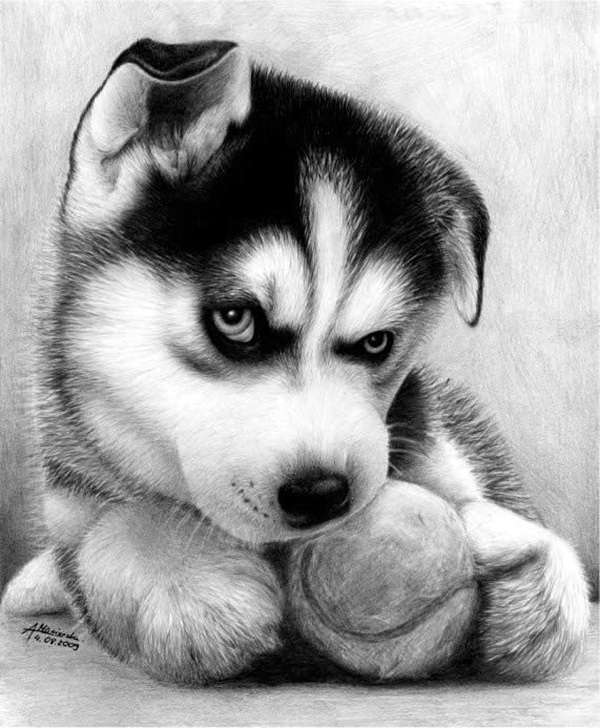 600x728 Realistic Animal Pencil Drawings - Animal Drawings