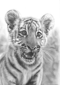 Animal Drawings Realistic