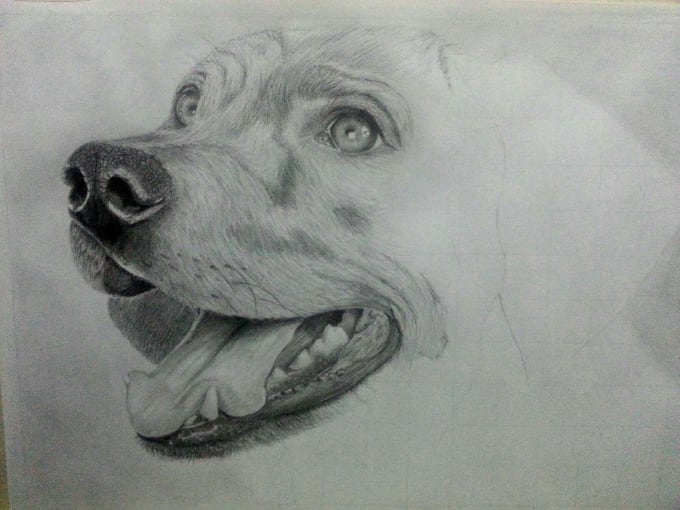 Animal Drawings Realistic At Paintingvalley Com Explore