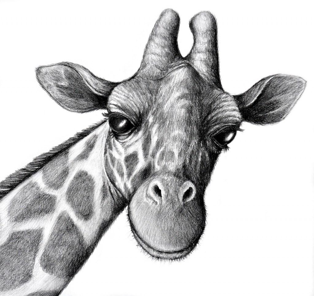 Realistic Drawings Easy Animals