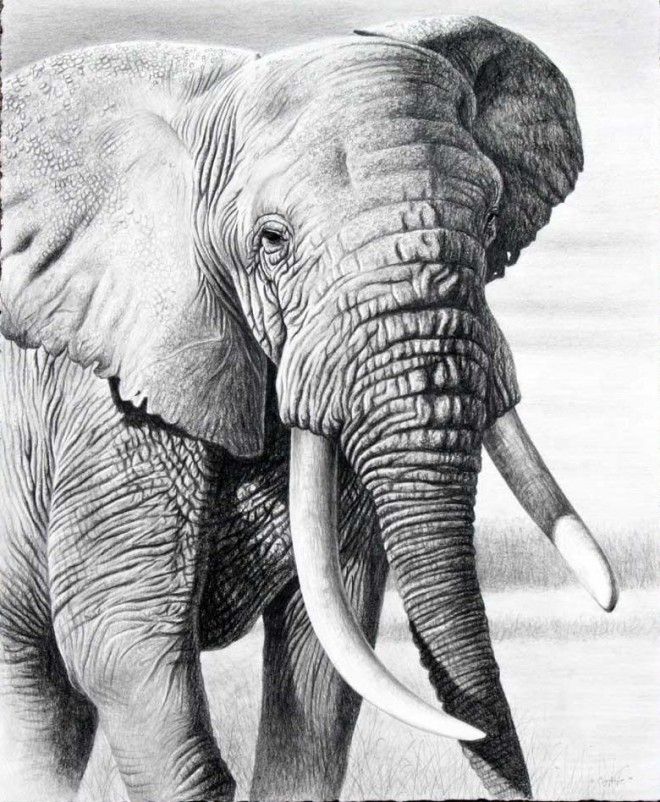 660x802 Beautiful And Realistic Animal Drawings Around The World - Animal Drawings Realistic