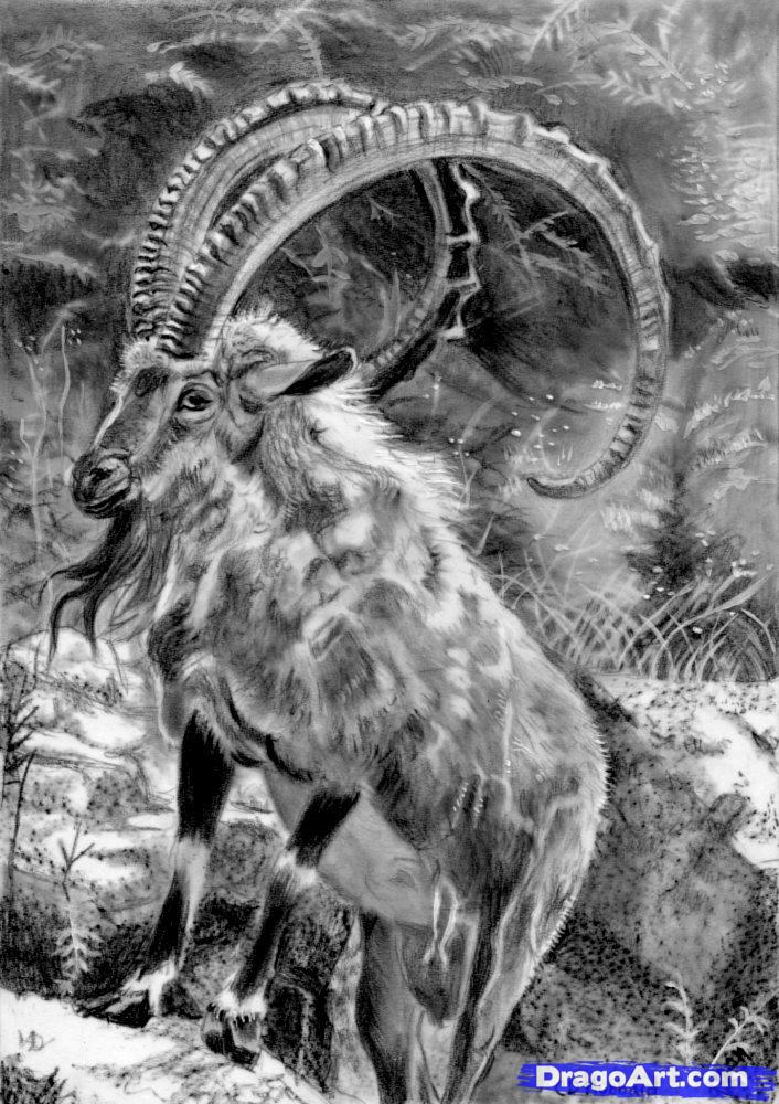 706x1000 How To Draw A Realistic Animal, Step - Animal Drawings Realistic