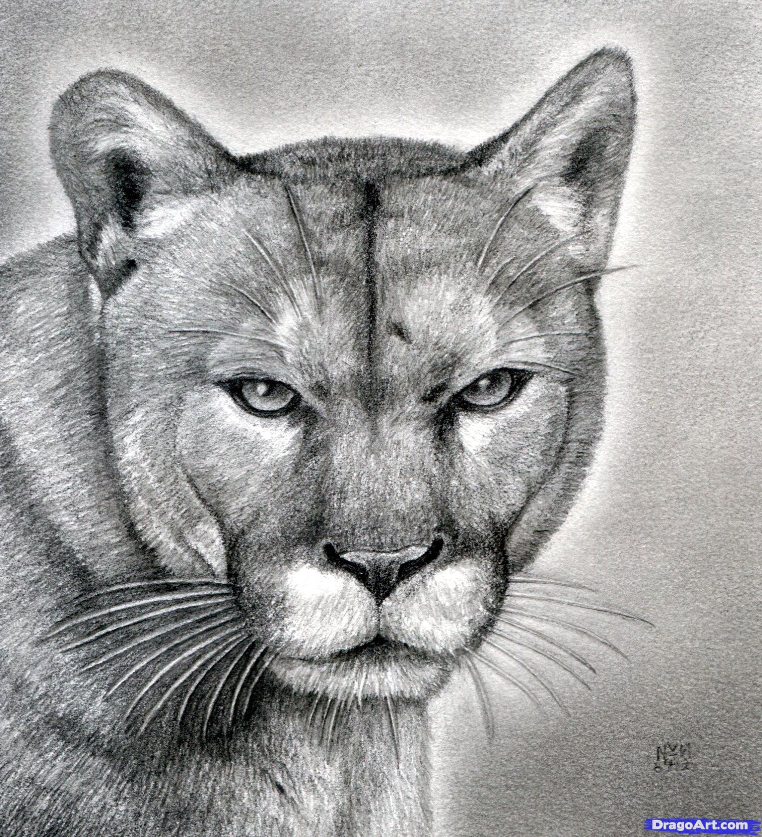 1527x1679 How To Draw A Realistic Puma, Mountain Lion, Step - Animal Drawings Realistic