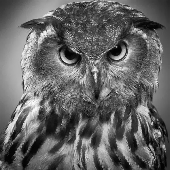 590x590 Realistic Animal Drawings Realistic Birds Drawing Owl Head - Animal Drawings Realistic