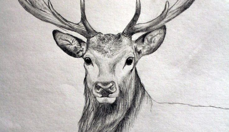 736x423 Drawing - Animal Drawings Realistic