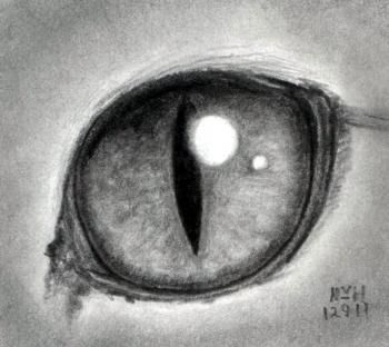 350x312 Drawing A Cat Eye - Animal Eye Drawing