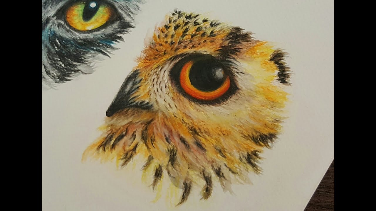 1280x720 Drawing An Owl Eye With Watercolor Pencils How To Draw Animal - Animal Eye Drawing