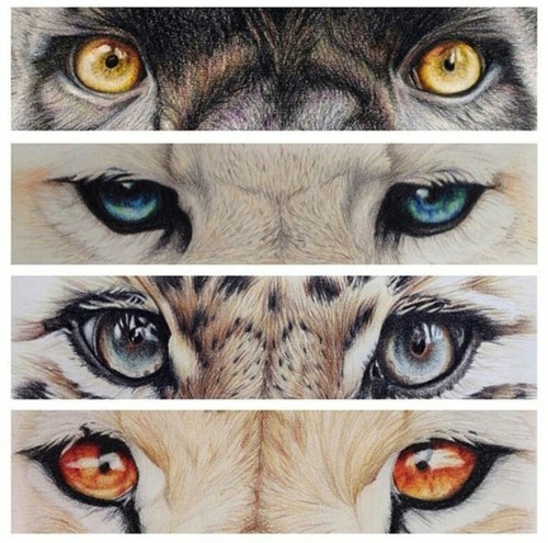 500x495 Eyes Animals Shared - Animal Eye Drawing