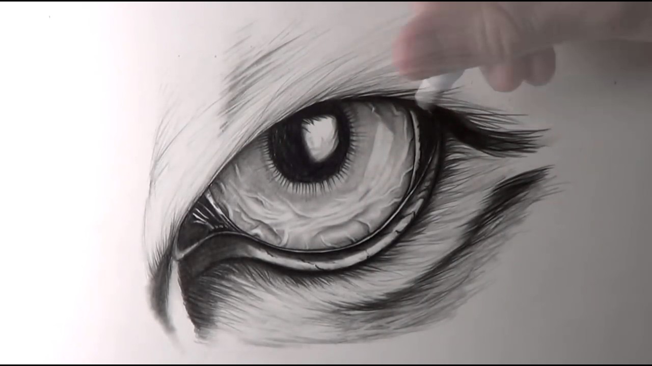 1280x720 How To Draw Tiger Eyes Animal Drawings - Animal Eye Drawing