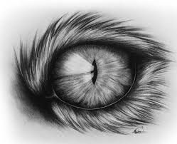 249x202 Image Result - Animal Eye Drawing