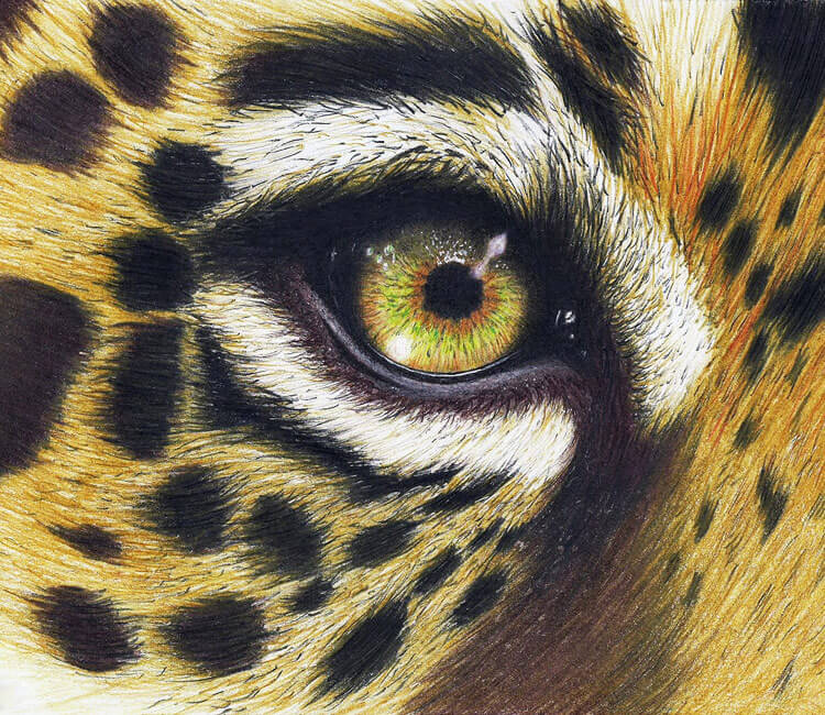 750x650 Leopard Eye Drawing - Animal Eye Drawing