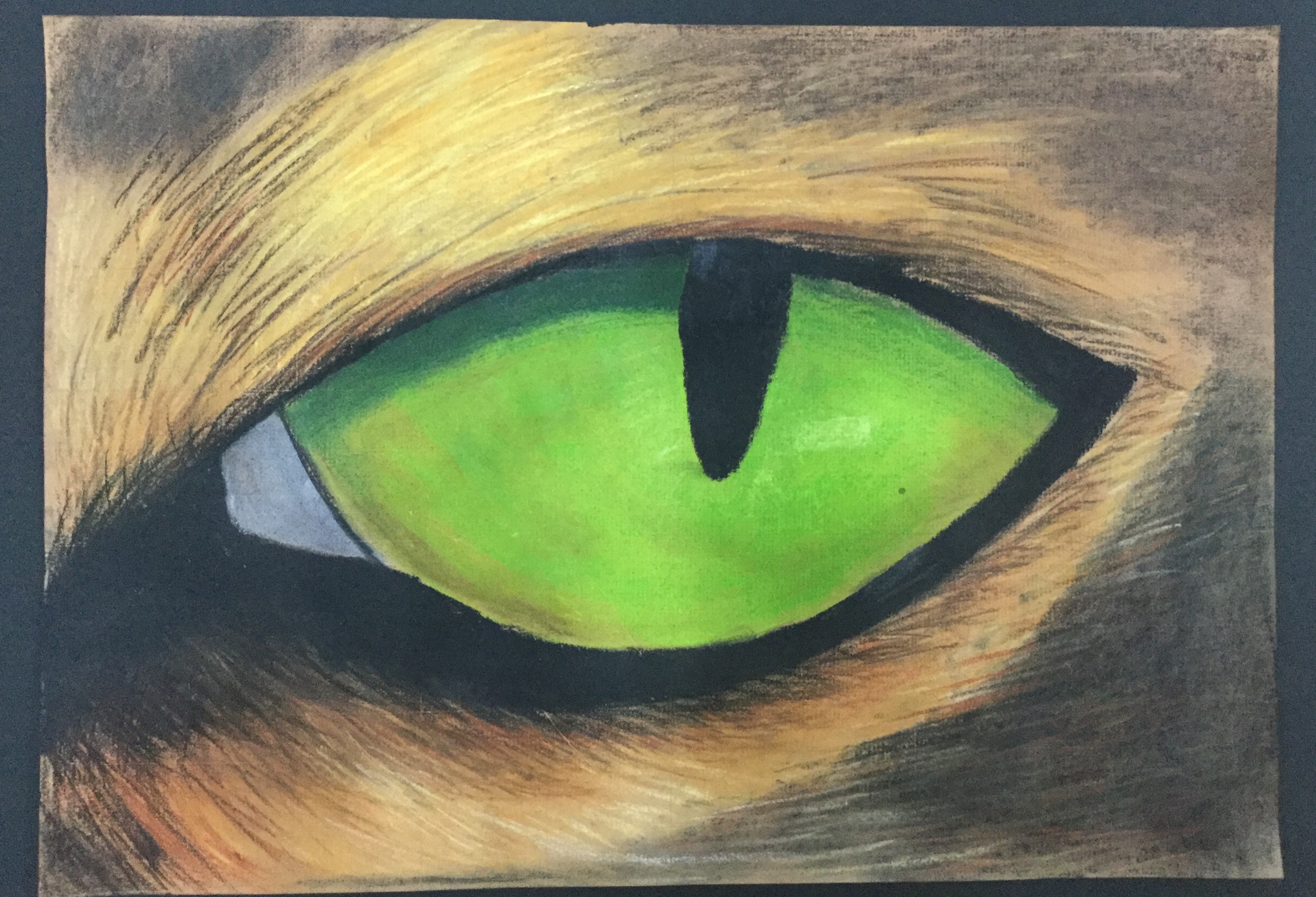 3124x2130 Animal Eyes In Grade Mrs Jardin's Art Room - Animal Eye Drawing