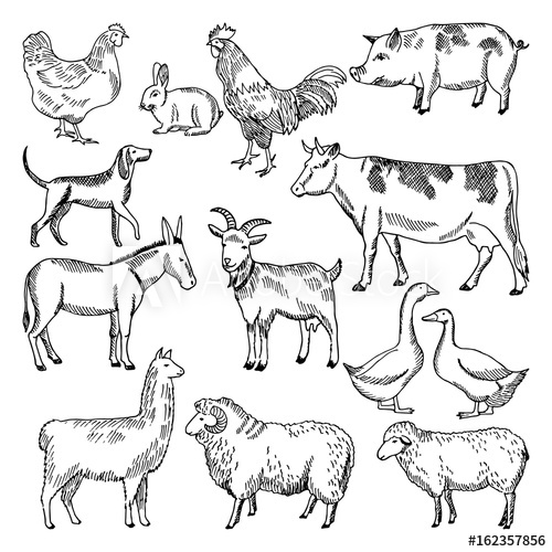 500x500 vintage farm animals farming illustration in hand drawn style - Animal Farm Drawing