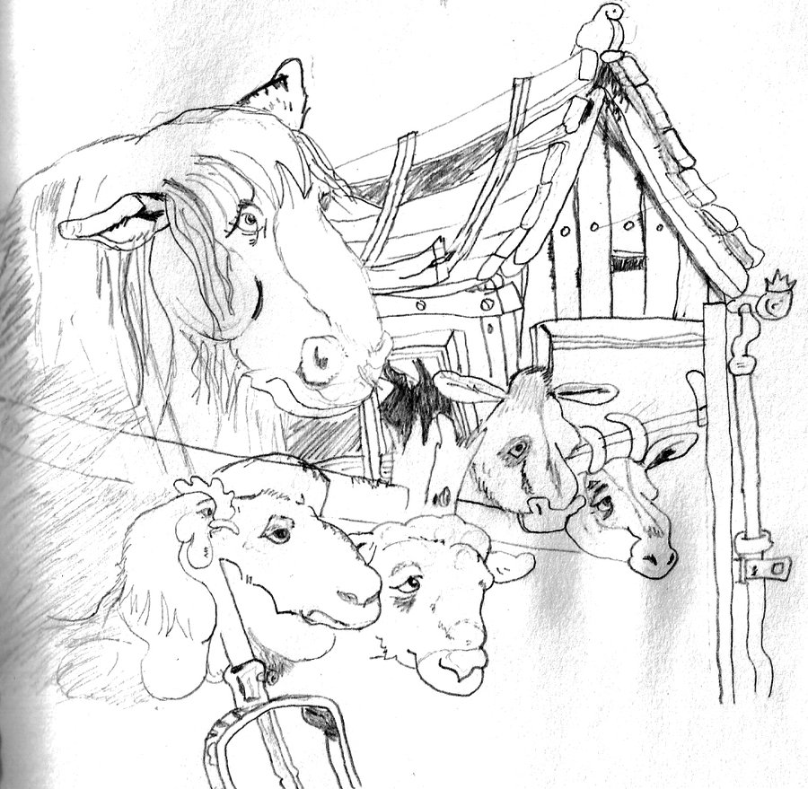 900x879 farm drawing farm animal for free download - Animal Farm Drawing
