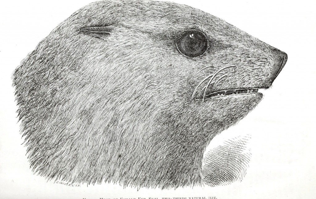 1024x645 animal animal heads and faces vintage printable - Animal Head Drawings