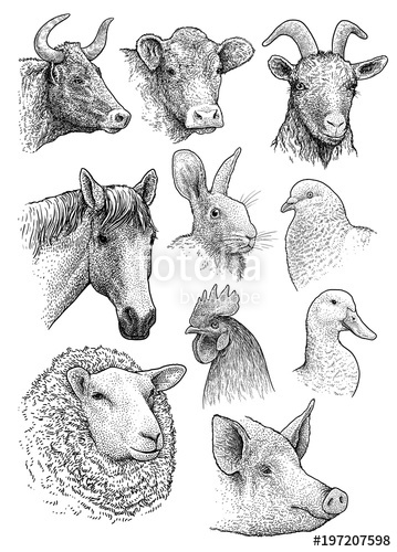 359x500 Domestic, Farm Animals Head Portrait Collection Illustration - Animal Head Drawings