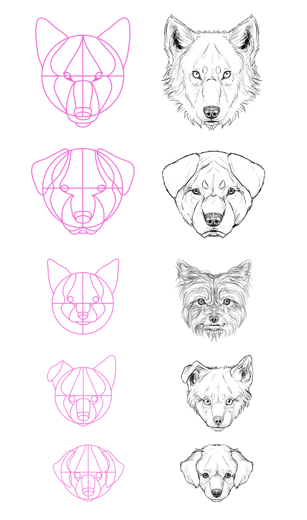 600x1015 How To Draw Animals Dogs And Wolves, And Their Anatomy - Animal Head Drawings