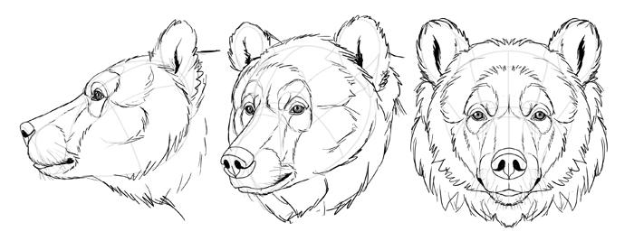 700x277 How To Draw Bears Big, Fluffy Clumsy - Animal Head Drawings