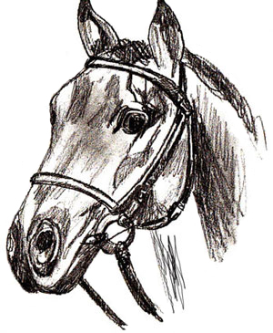 300x365 How To Draw A Horse Head - Animal Head Drawings