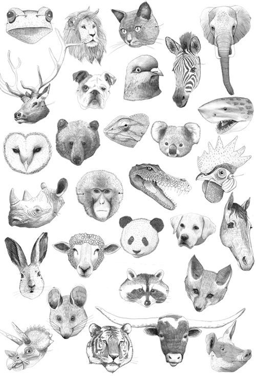 500x734 Image Result For Cute Animal Head Drawings For Art Thou - Animal Head Drawings