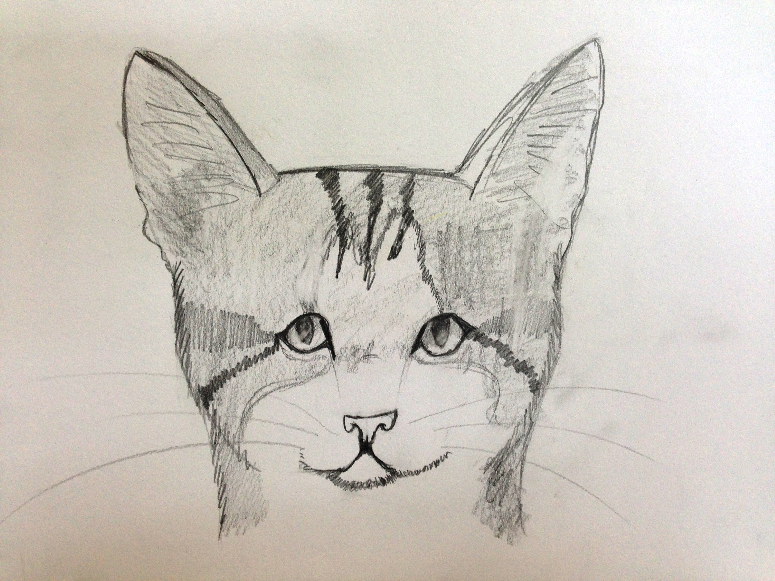 3264x2448 Manish Basantani Graphic Design - Animal Head Drawings