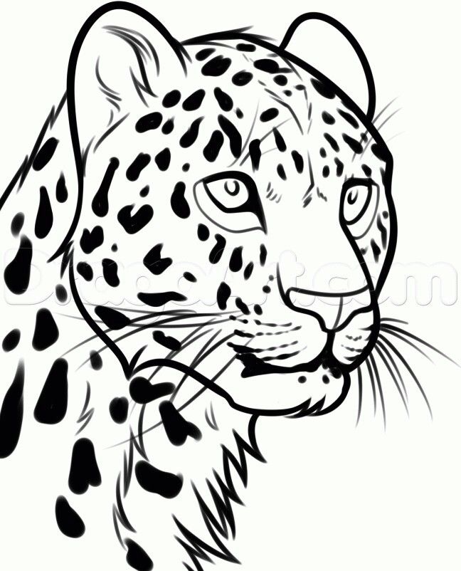 648x802 pin on tigers, lions, panthers, and cougar - Animal Head Drawings