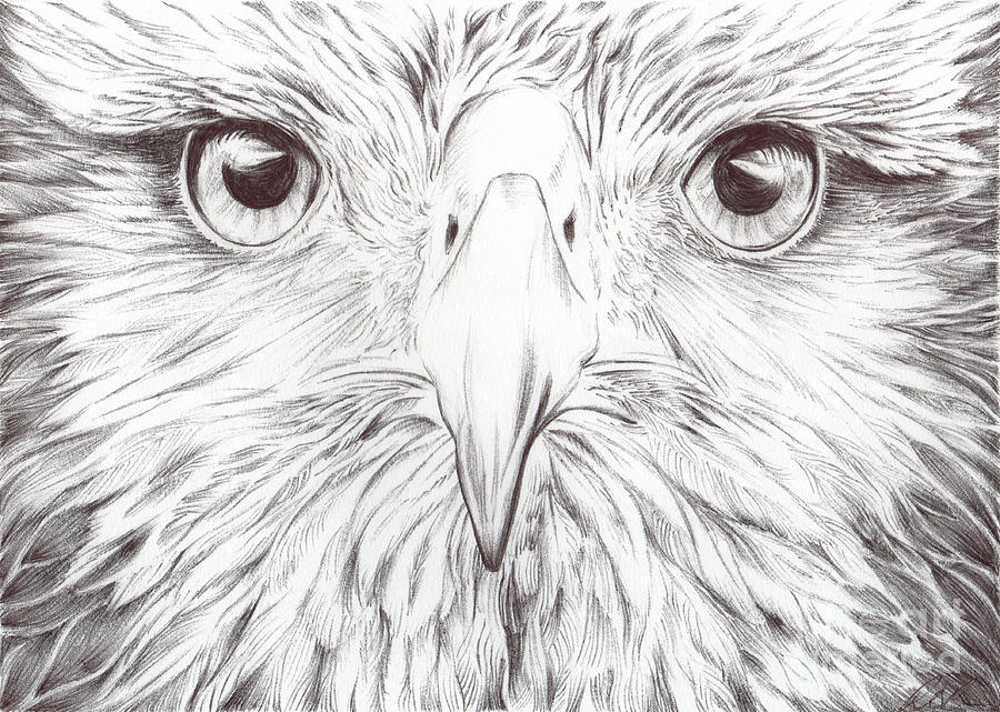 900x641 Animal Kingdom Series - Animal Kingdom Drawing