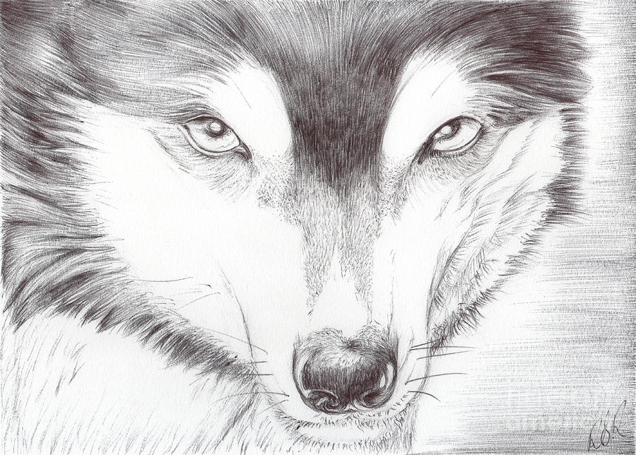 900x644 Animal Kingdom Series - Animal Kingdom Drawing