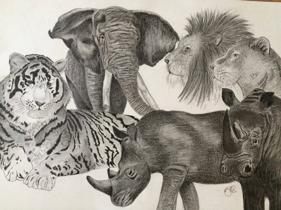 1136x852 Animal Kingdom Drawing - Animal Kingdom Drawing