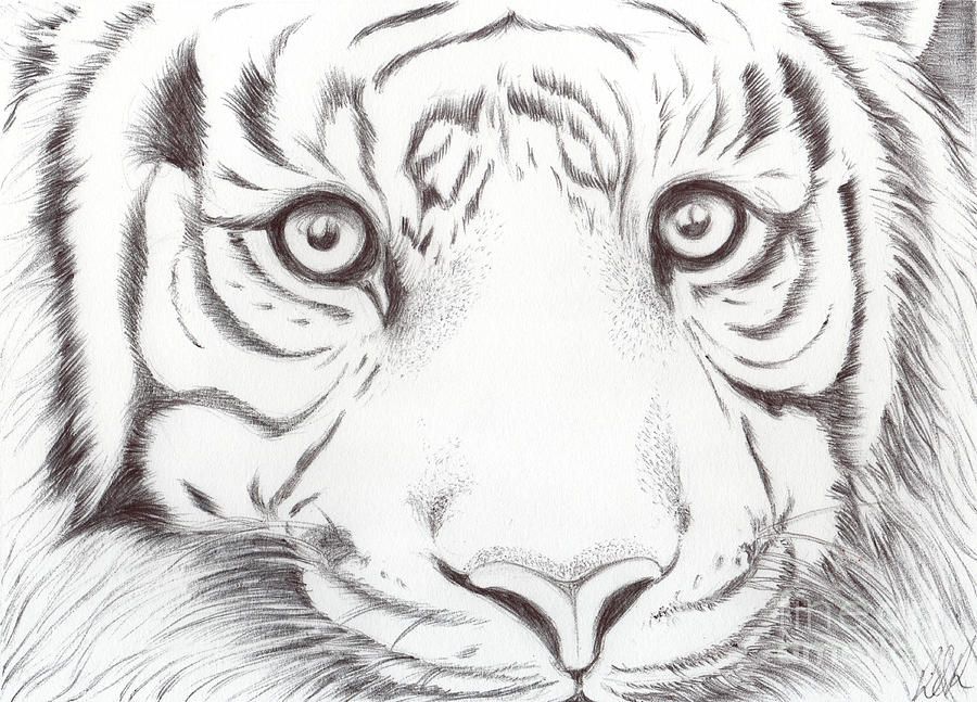 900x647 Drawings Of Animals Animal Kingdom Series - Animal Kingdom Drawing